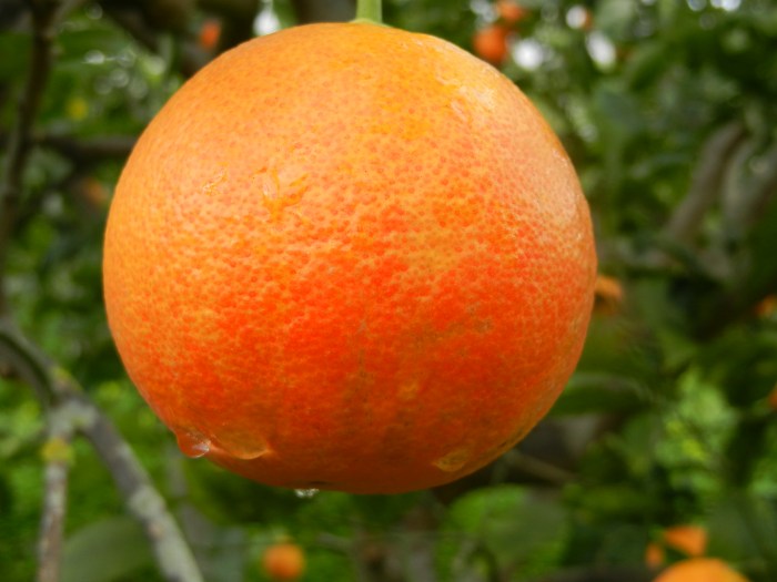 La pioggia esalta i colori dell'arancia