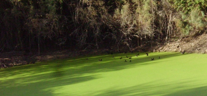 Gallinelle d'acqua